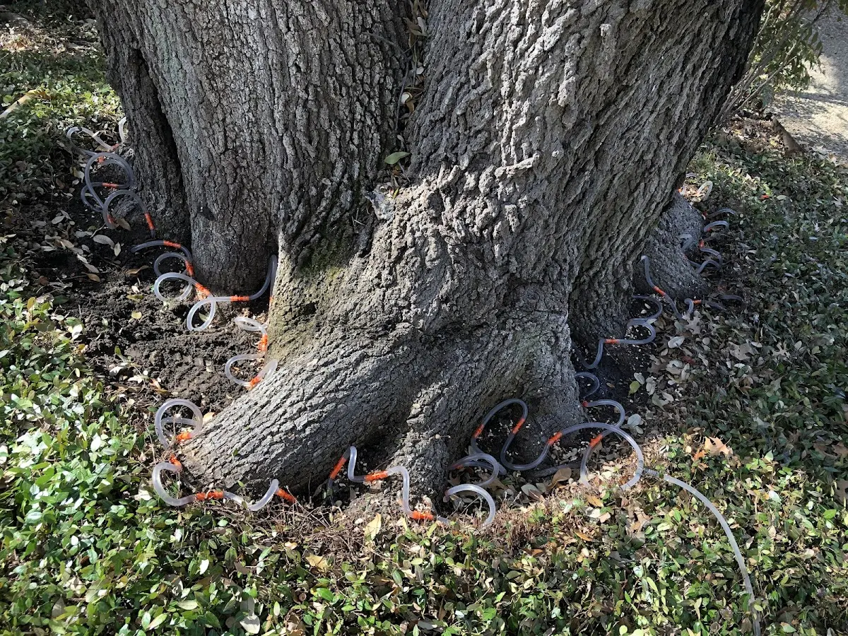 Detailed Tree Cabling and Bracing job site in Underwood