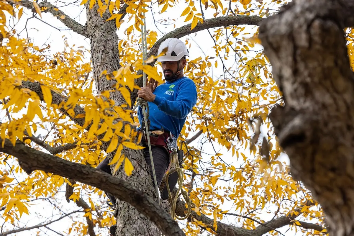 Skilled Tree Transplanting crew working in Underwood